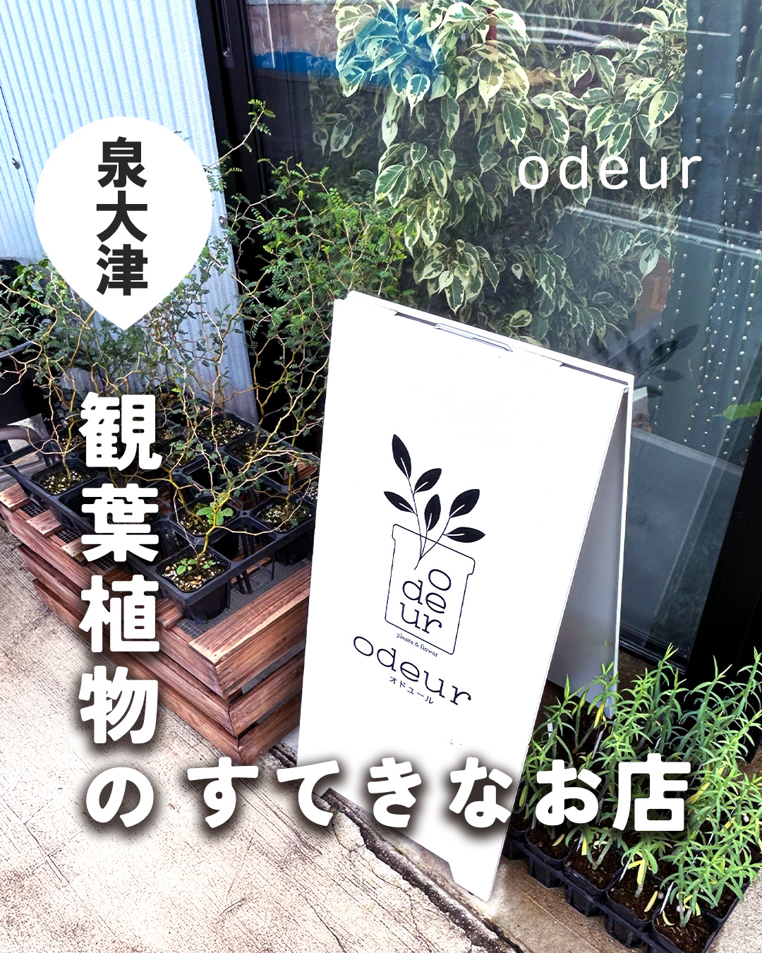 泉大津】観葉植物の素敵なお店を見つけました｜odeur | ナチュレポ